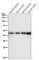 Anti-FDFT1 Monoclonal Antibody